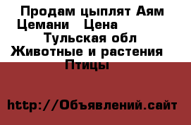 Продам цыплят Аям Цемани › Цена ­ 3 000 - Тульская обл. Животные и растения » Птицы   